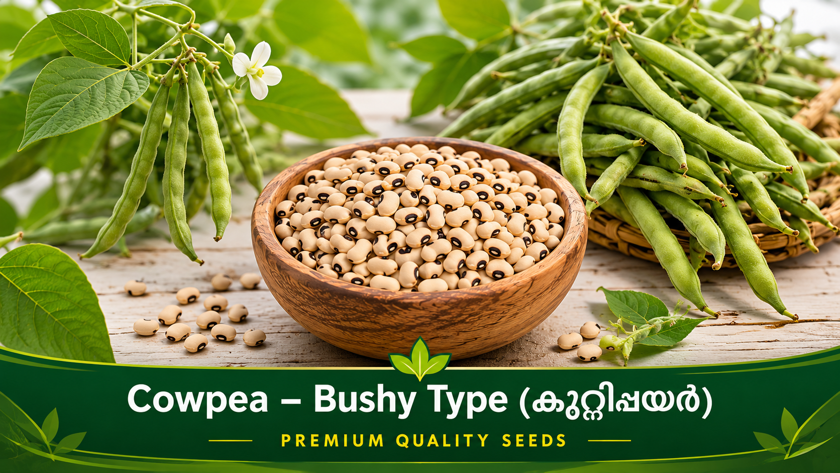 Cowpea – Semi-Trailing (തടപ്പയർ)