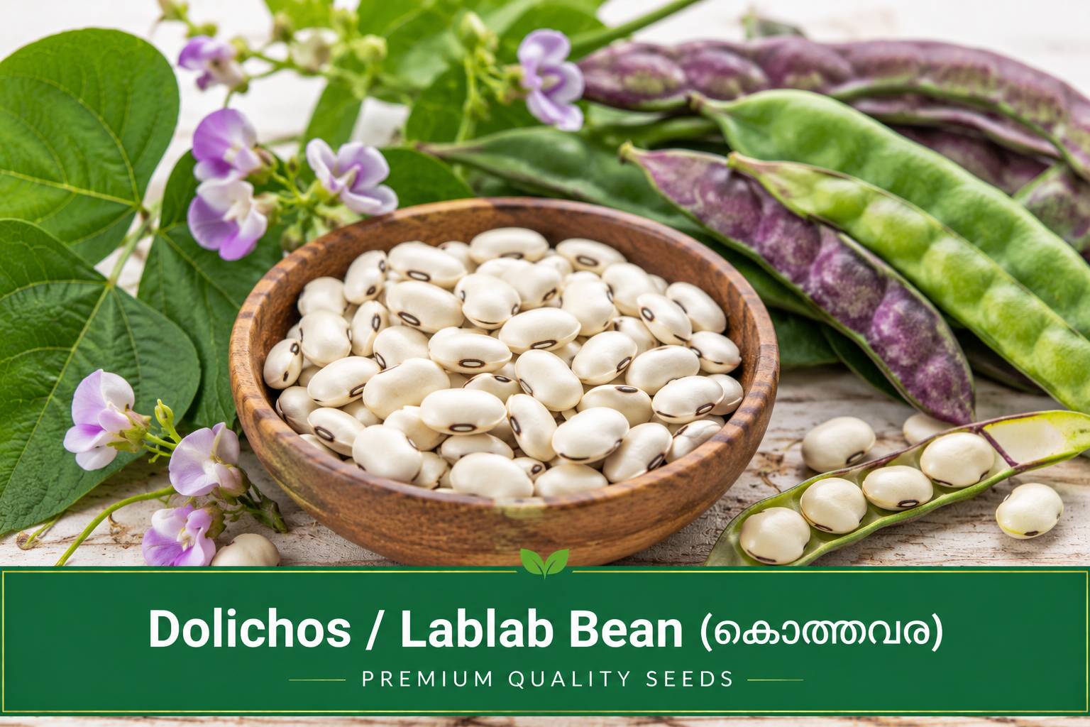 Dolichos / Lablab Bean (കൊത്തവര)