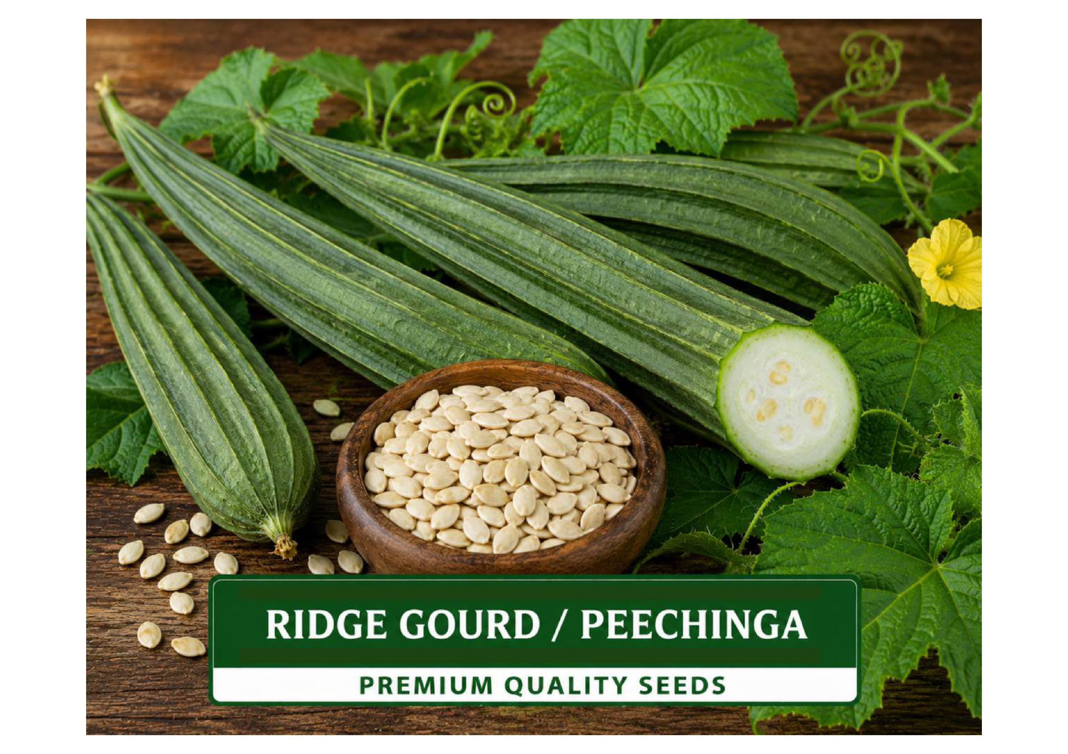 Ridge Gourd / Peechinga (പീച്ചങ്ങ)